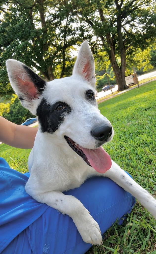 Breezy, a Adoptable mixed breed in Princeton, MA image 4/6