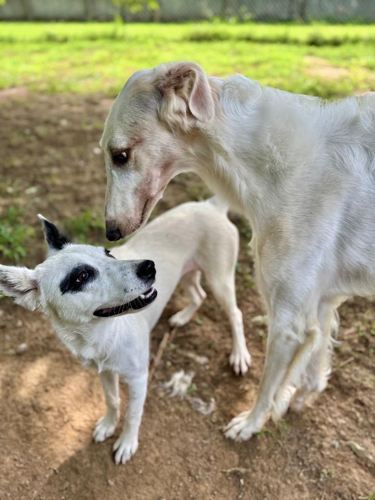 Breezy, a Adoptable mixed breed in Princeton, MA image 5/6