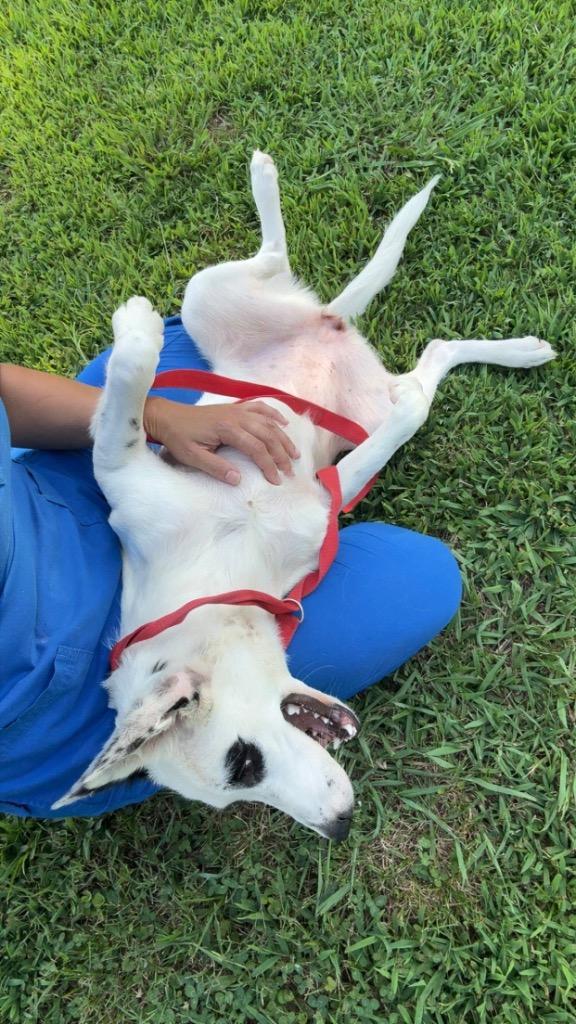 Breezy, a Adoptable mixed breed in Princeton, MA image 6/6