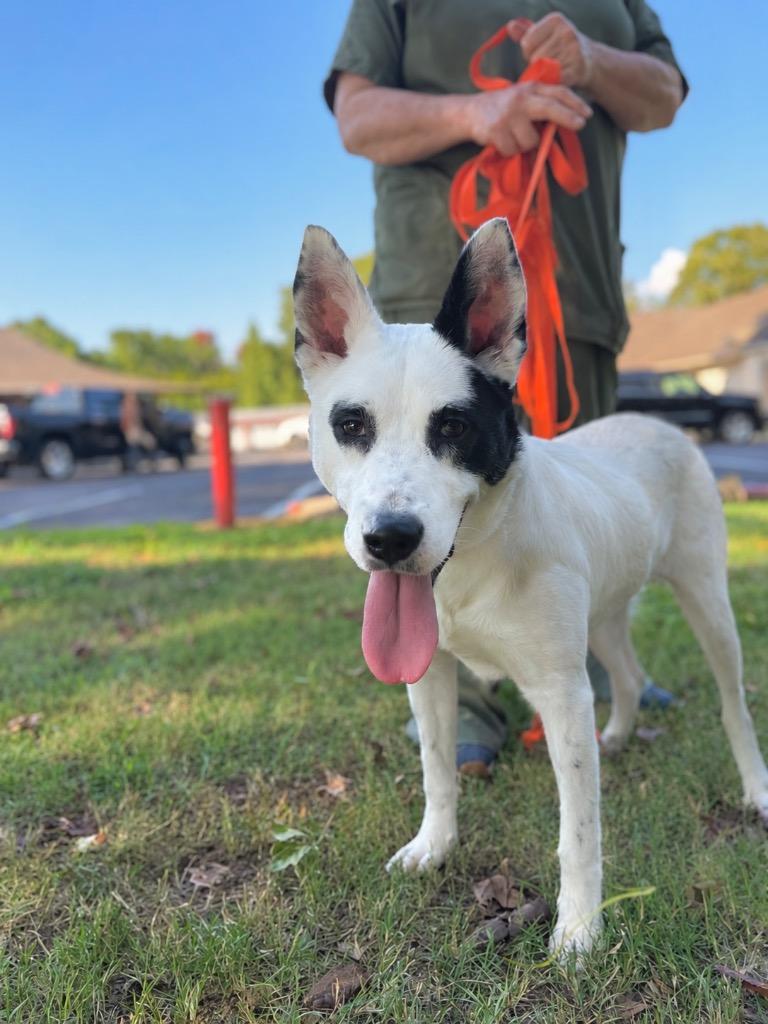 Enlarge Breezy, a Adoptable mixed breed in Princeton, MA image 6/6