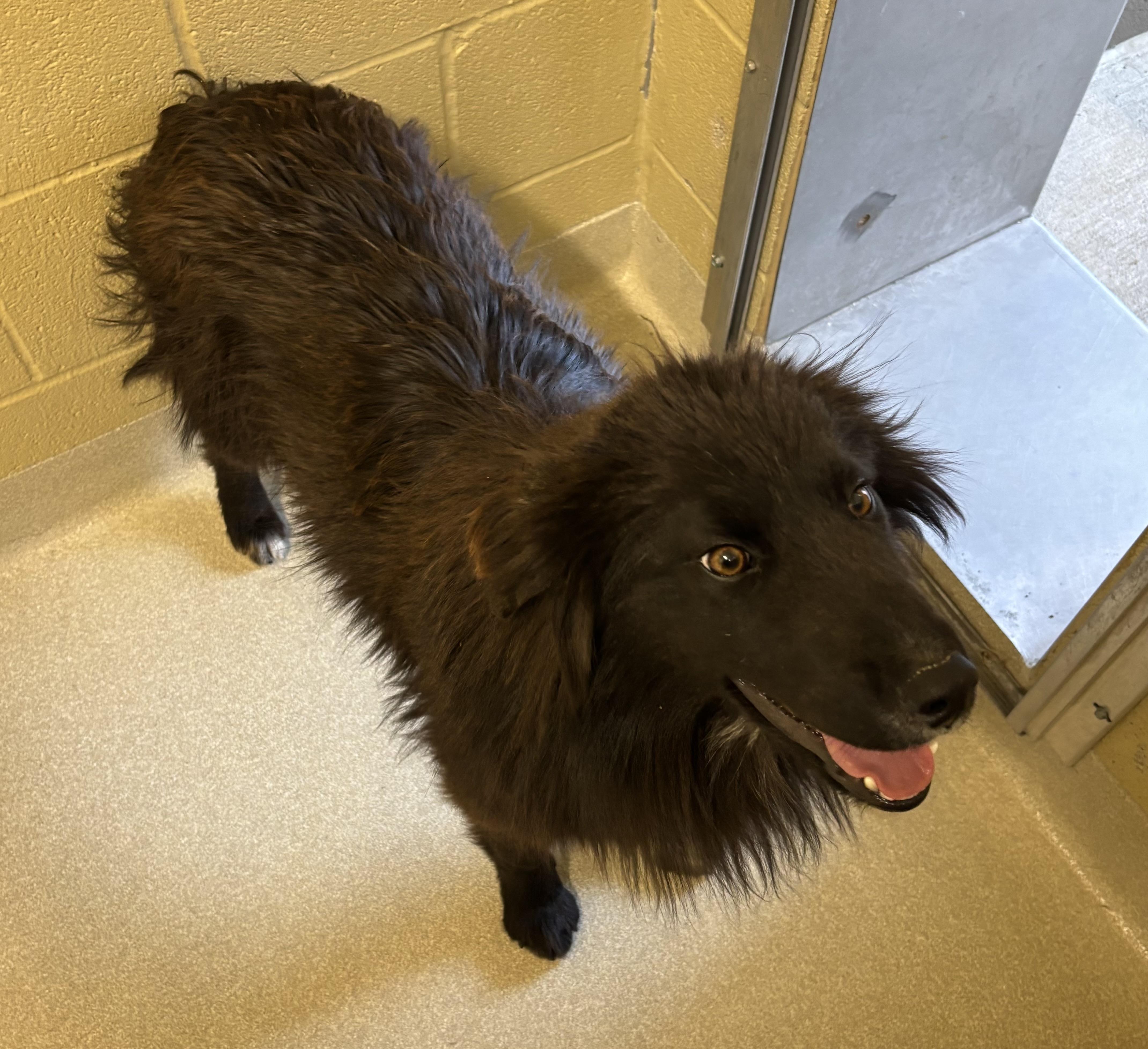 Enlarge Mario, a ADOPTABLE mixed breed in Ashland, OH image 1/1