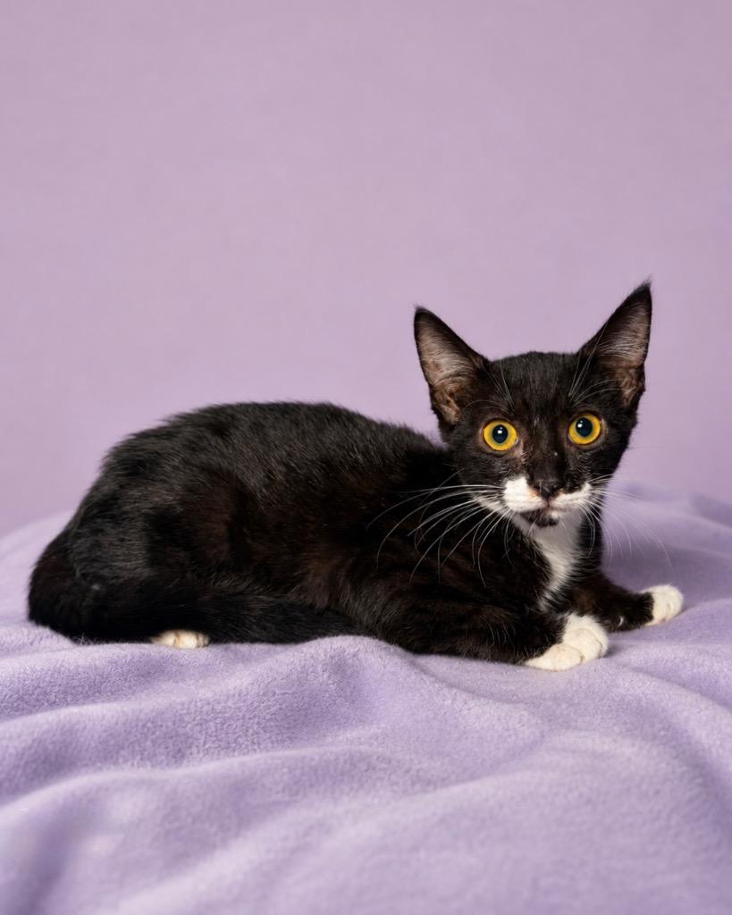 Enlarge Lullaby, a Adoptable mixed breed in Tifton, GA image 1/3