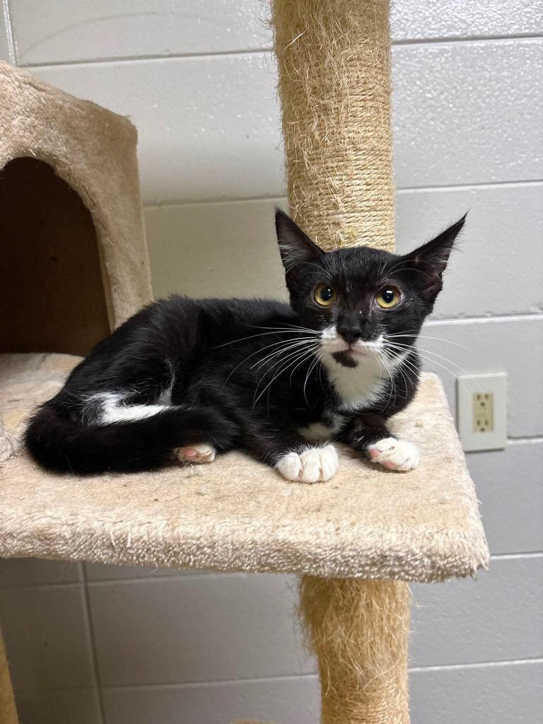 Enlarge Lullaby, a Adoptable mixed breed in Tifton, GA image 2/3