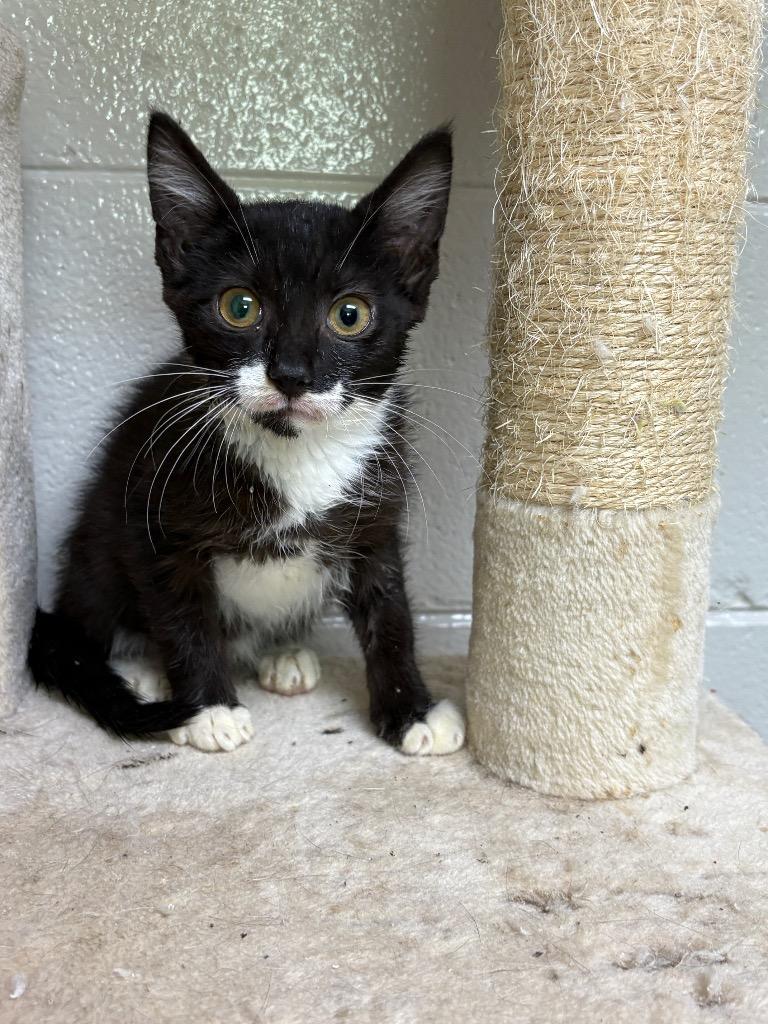 Enlarge Lullaby, a Adoptable mixed breed in Tifton, GA image 3/3