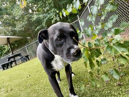 Jasper photo 1