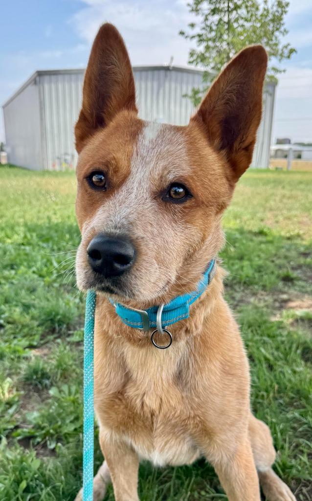 Ruger, Adoptable, Young Male Australian Cattle Dog / Blue Heeler.