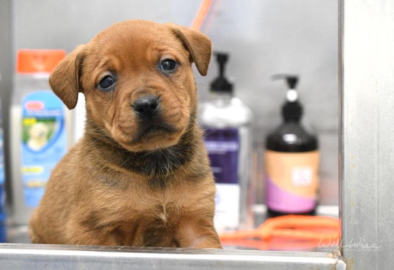 Blossom #22089, adopted, Puppy Male Shepherd & Mixed Breed.