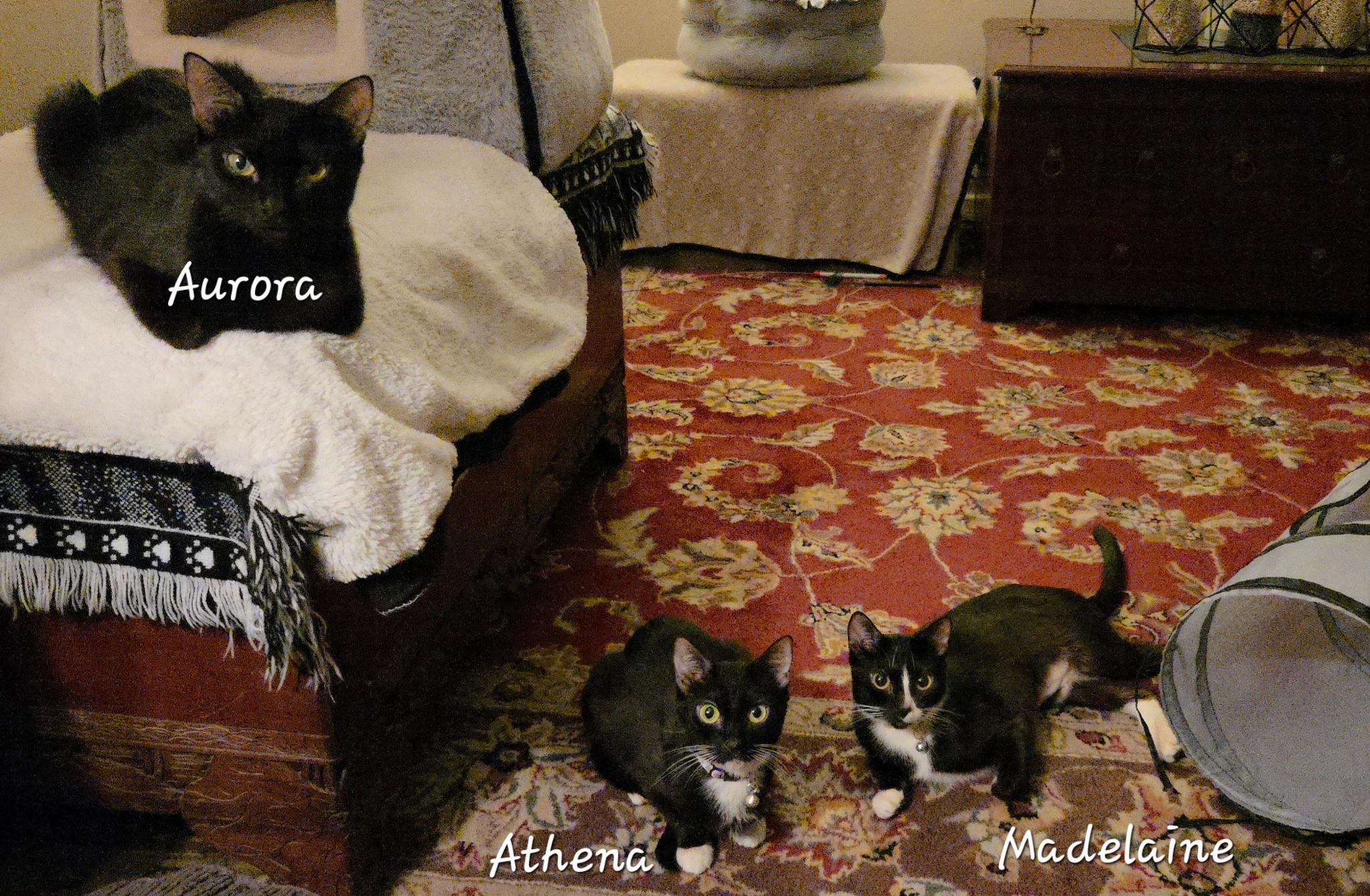 Enlarge Aurora, a ADOPTABLE Domestic Short Hair in Redondo Beach, CA image 2/2