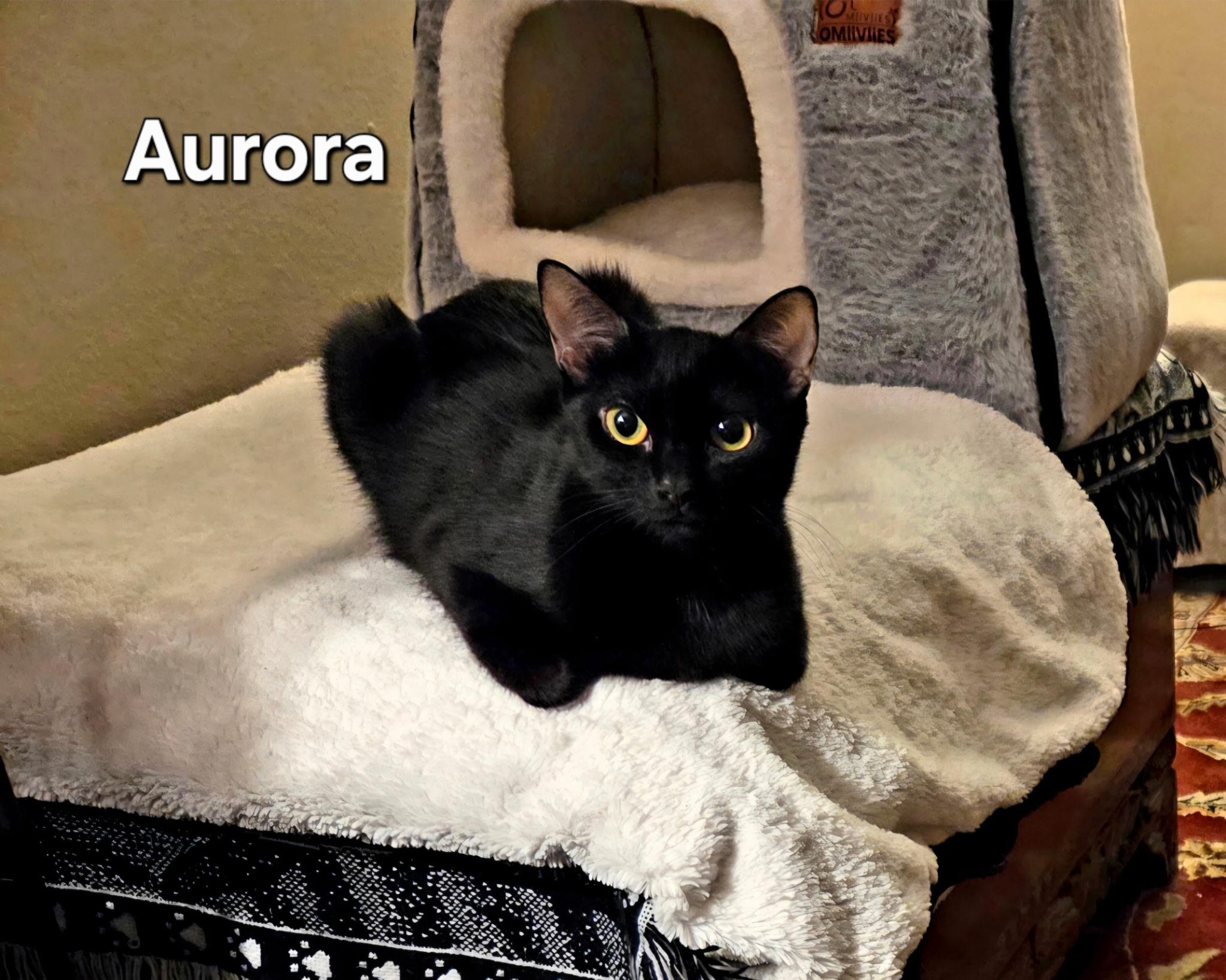 Enlarge Aurora, a ADOPTABLE Domestic Short Hair in Redondo Beach, CA image 1/2