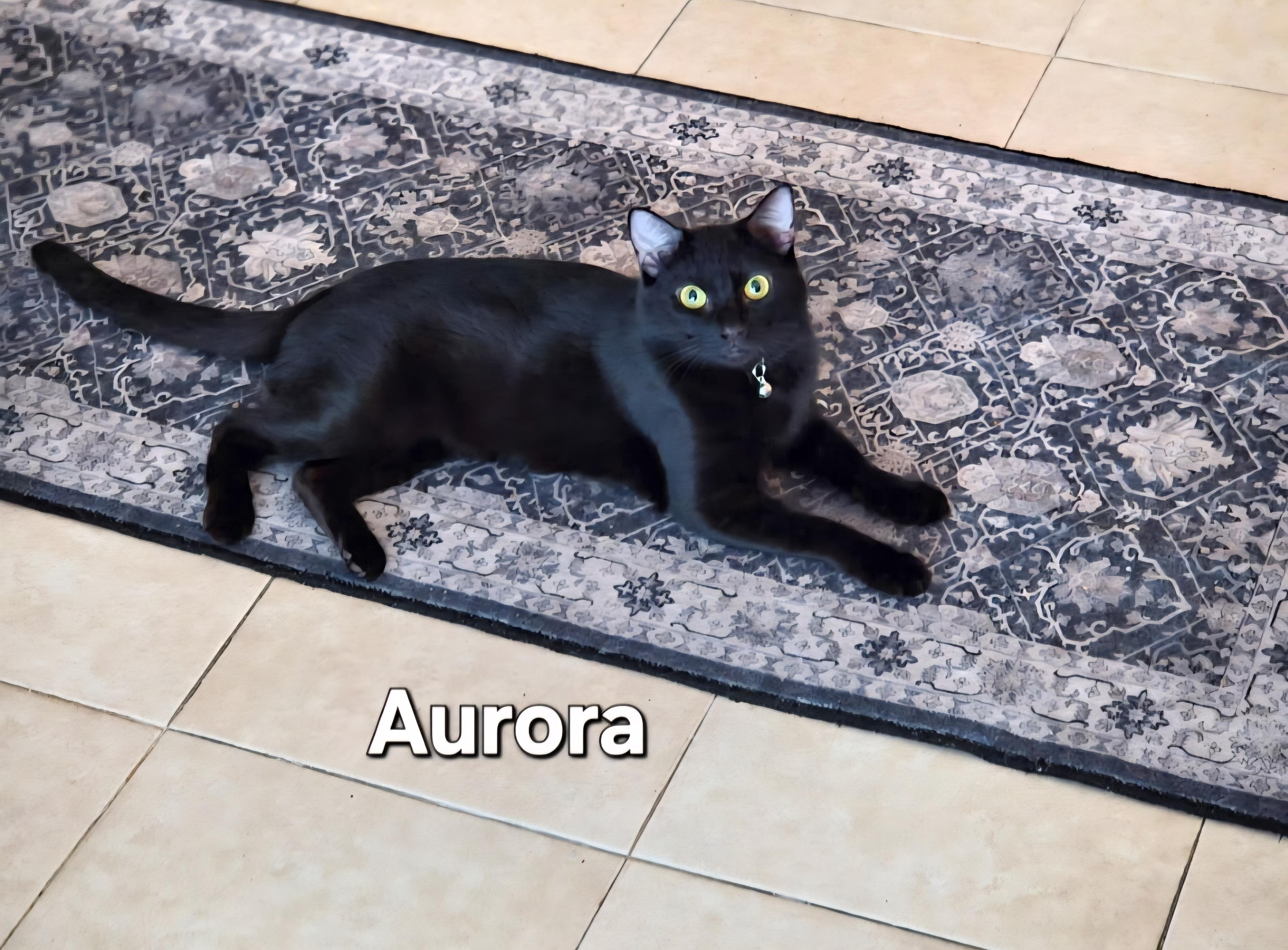 Enlarge Aurora, an adoptable Domestic Short Hair in Redondo Beach, CA image 1/3