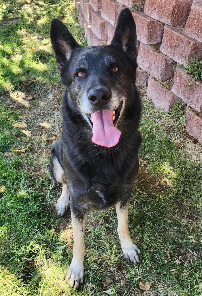 Morpheus, Adoptable, Adult Male German Shepherd Dog.
