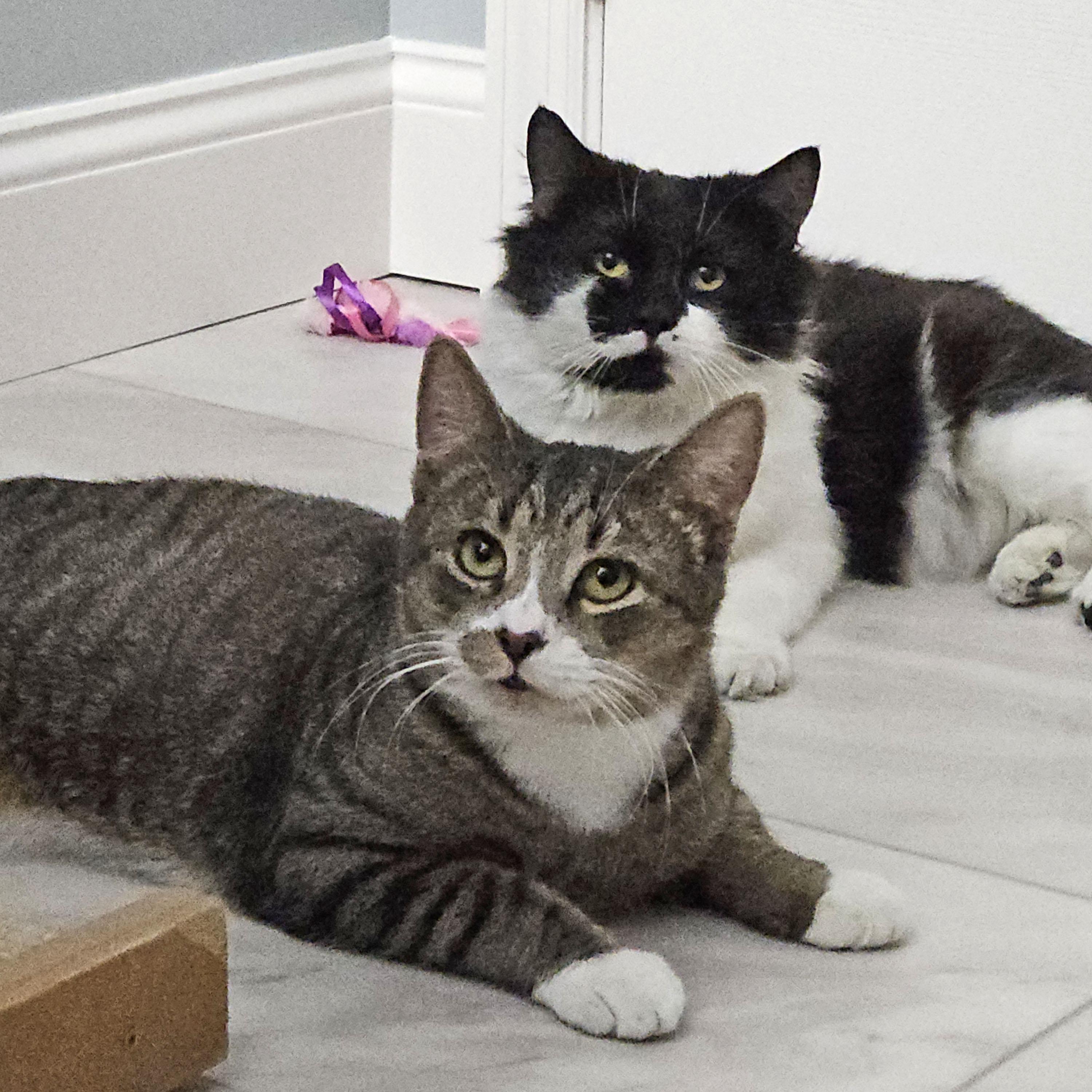 Enlarge Beans and Bugz - bonded buddies, a ADOPTABLE mixed breed in Harrisburg, PA image 3/5