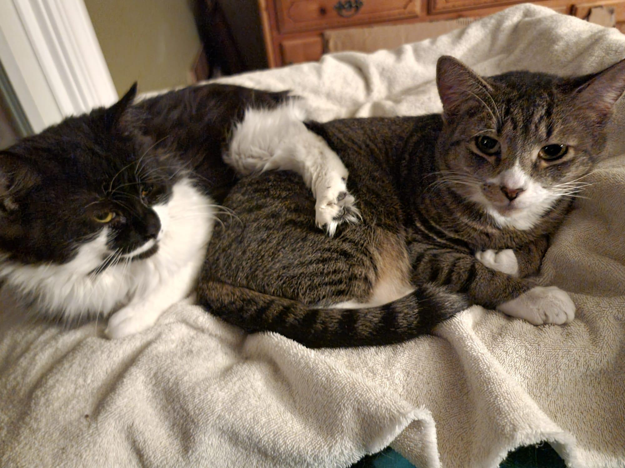 Enlarge Beans and Bugz - bonded buddies, a ADOPTABLE mixed breed in Harrisburg, PA image 2/5