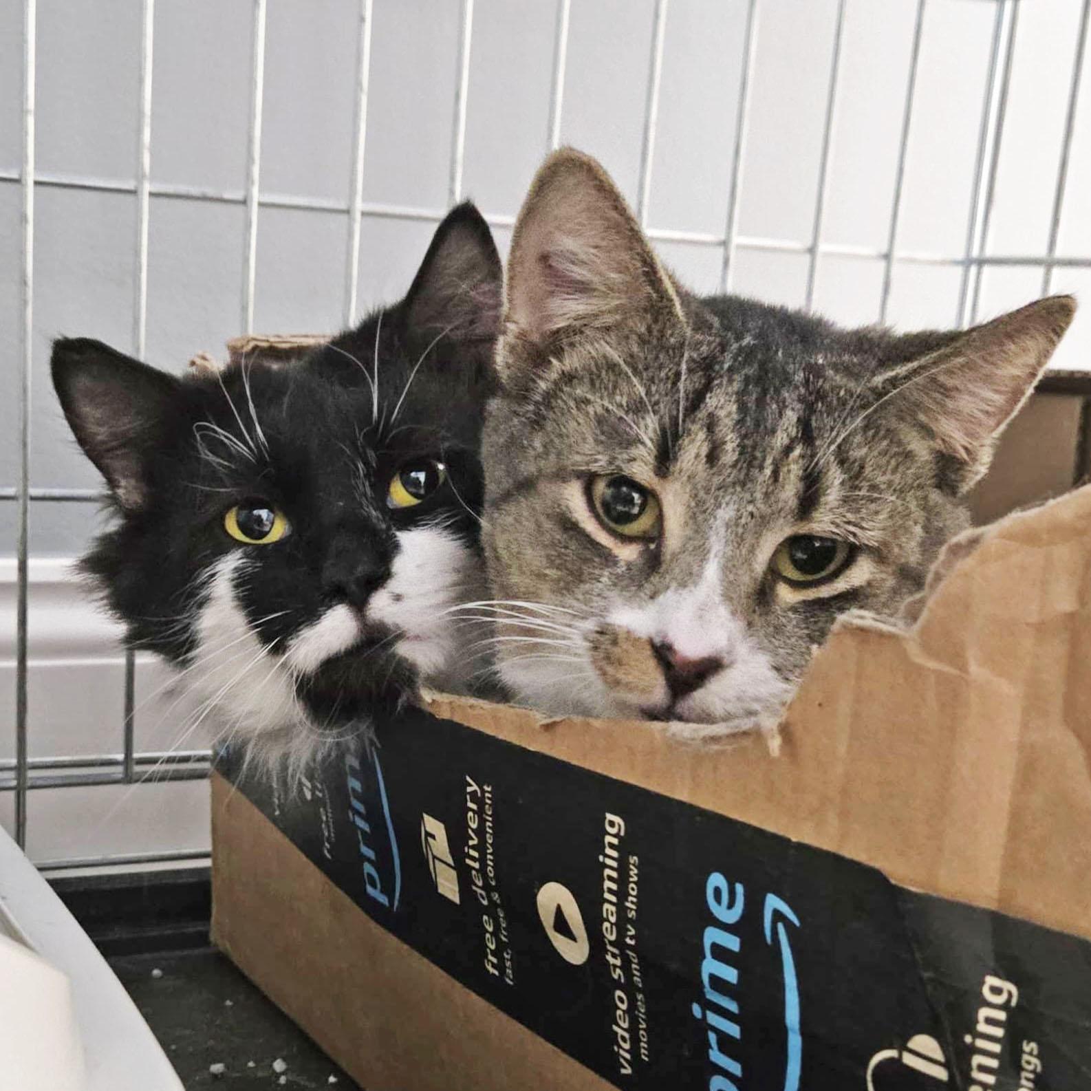 Enlarge Beans and Bugz - bonded buddies, a ADOPTABLE mixed breed in Harrisburg, PA image 1/5