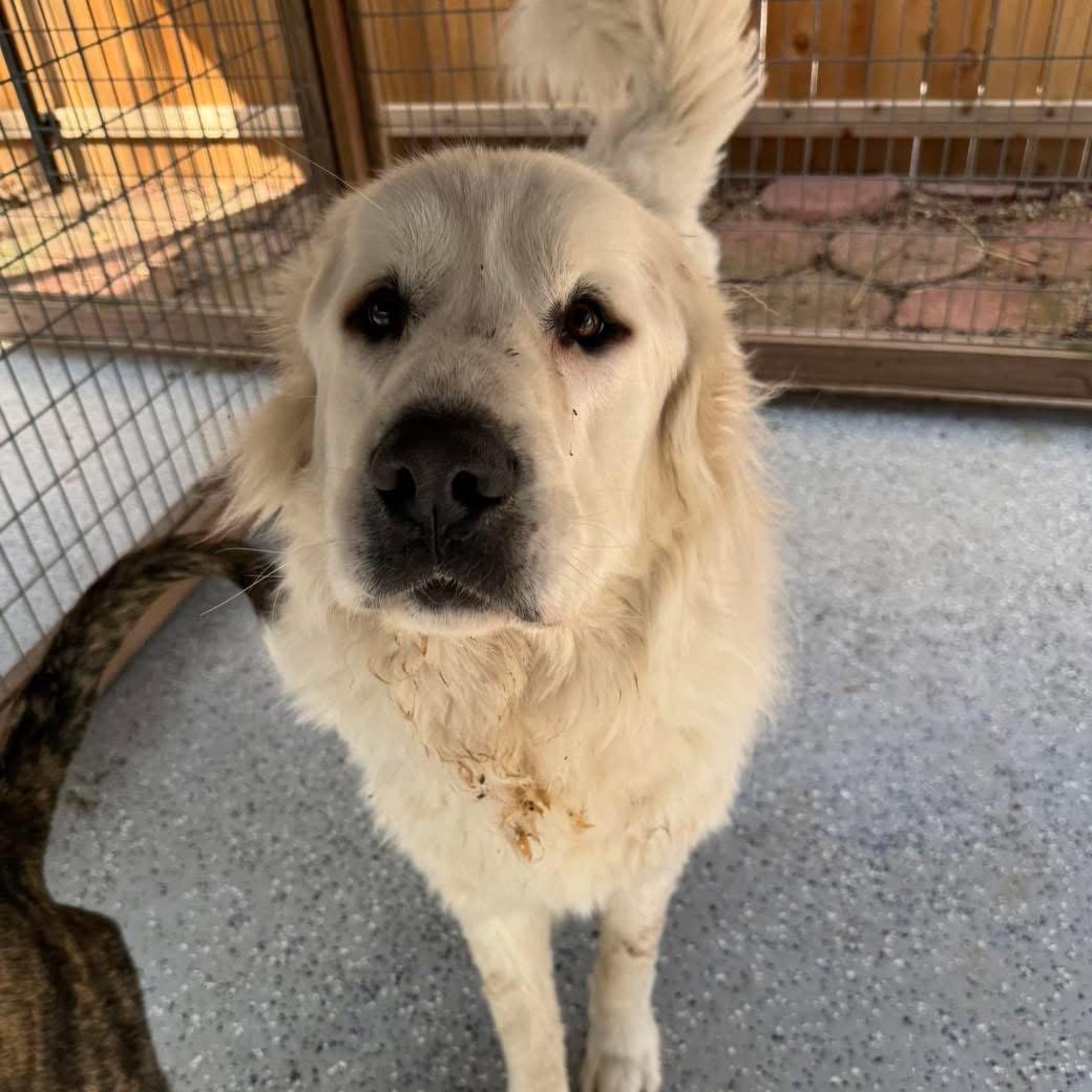 Sarge, Adoptable, Adult Male Great Pyrenees.