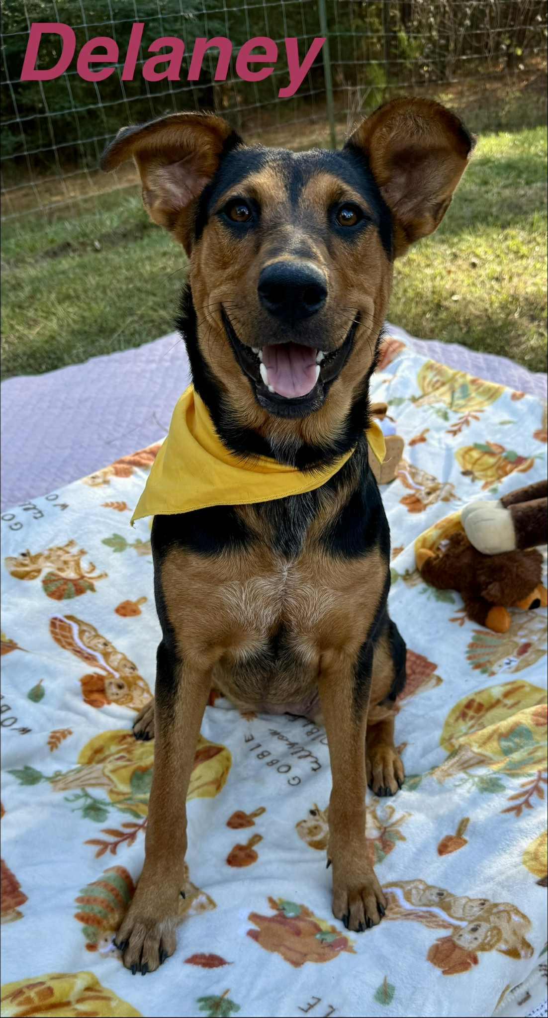 Enlarge Delaney, a Adoptable mixed breed in Opp, AL image 2/2