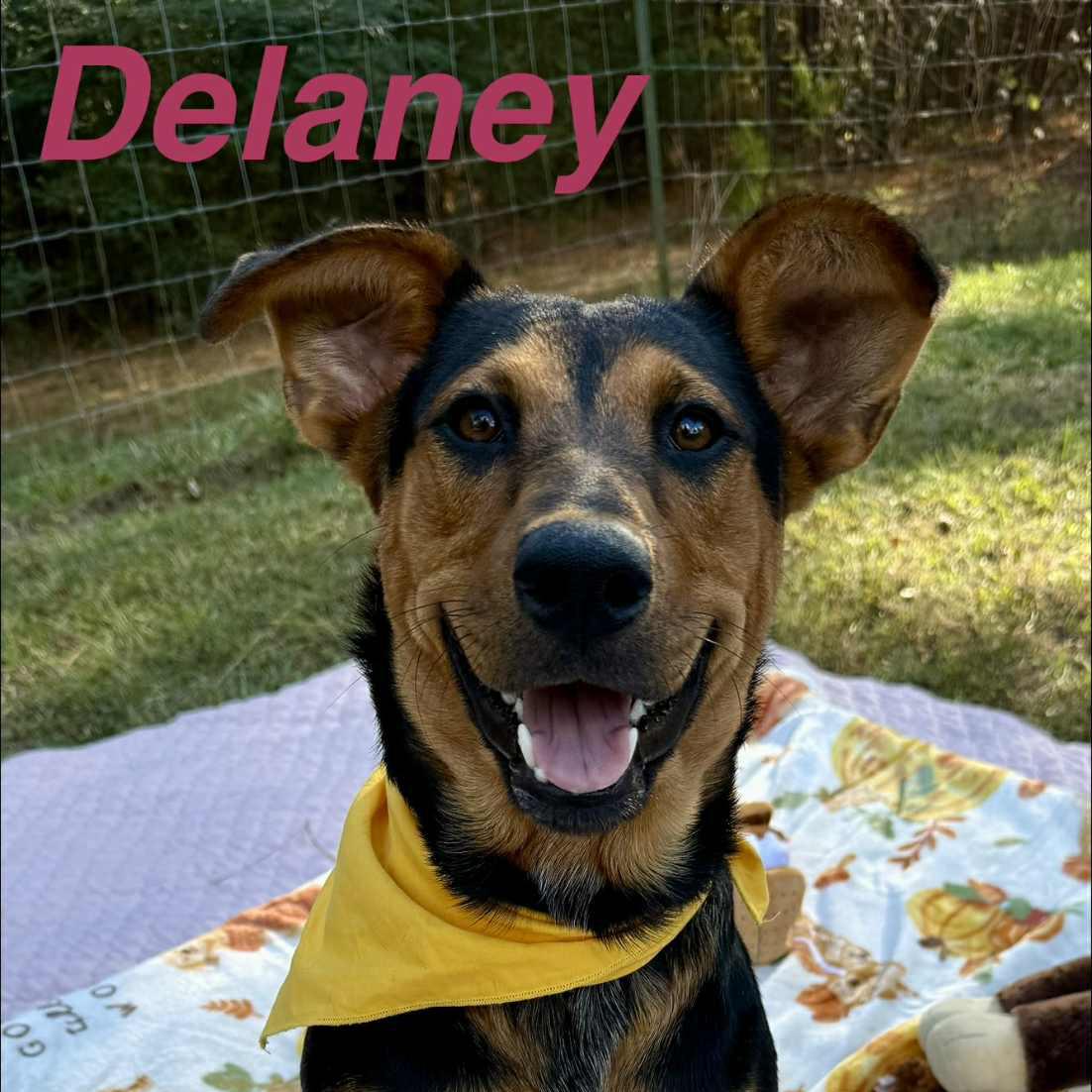 Delaney, Adoptable, Young Female German Shepherd Dog.