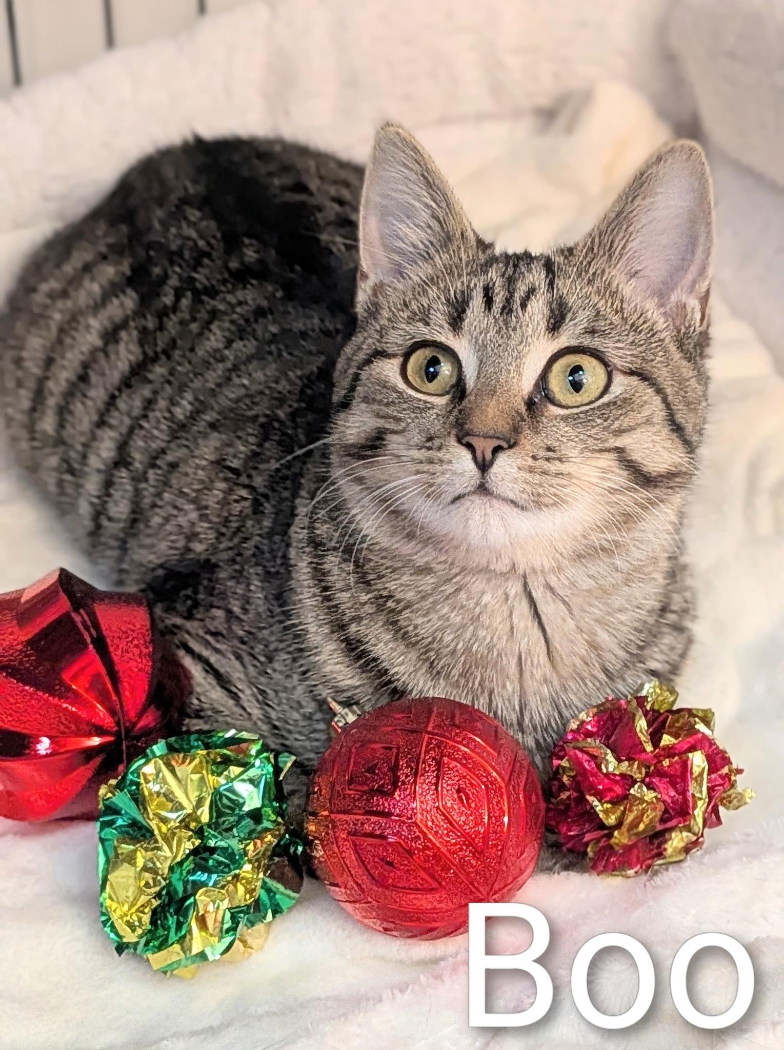 Boo, ADOPTABLE, Young Female Domestic Short Hair.