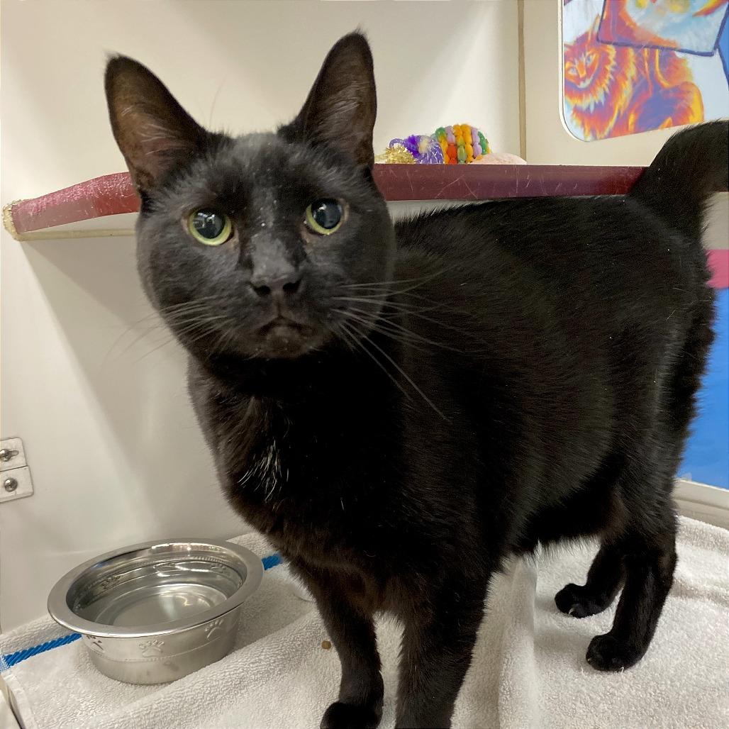 Mia, Adoptable, Senior Female Domestic Short Hair.