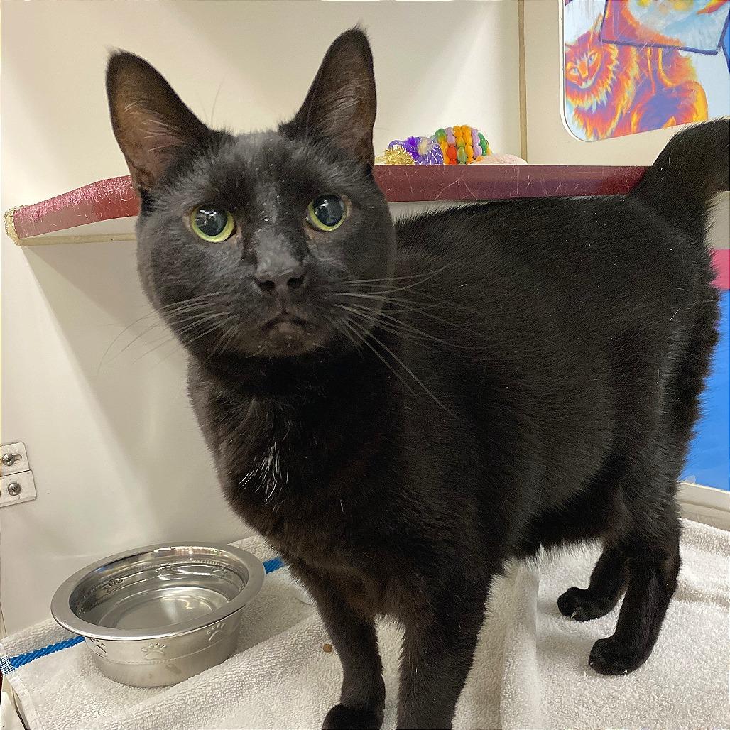 Mia, a Adoptable Domestic Short Hair in Cheyenne, WY image 2/2