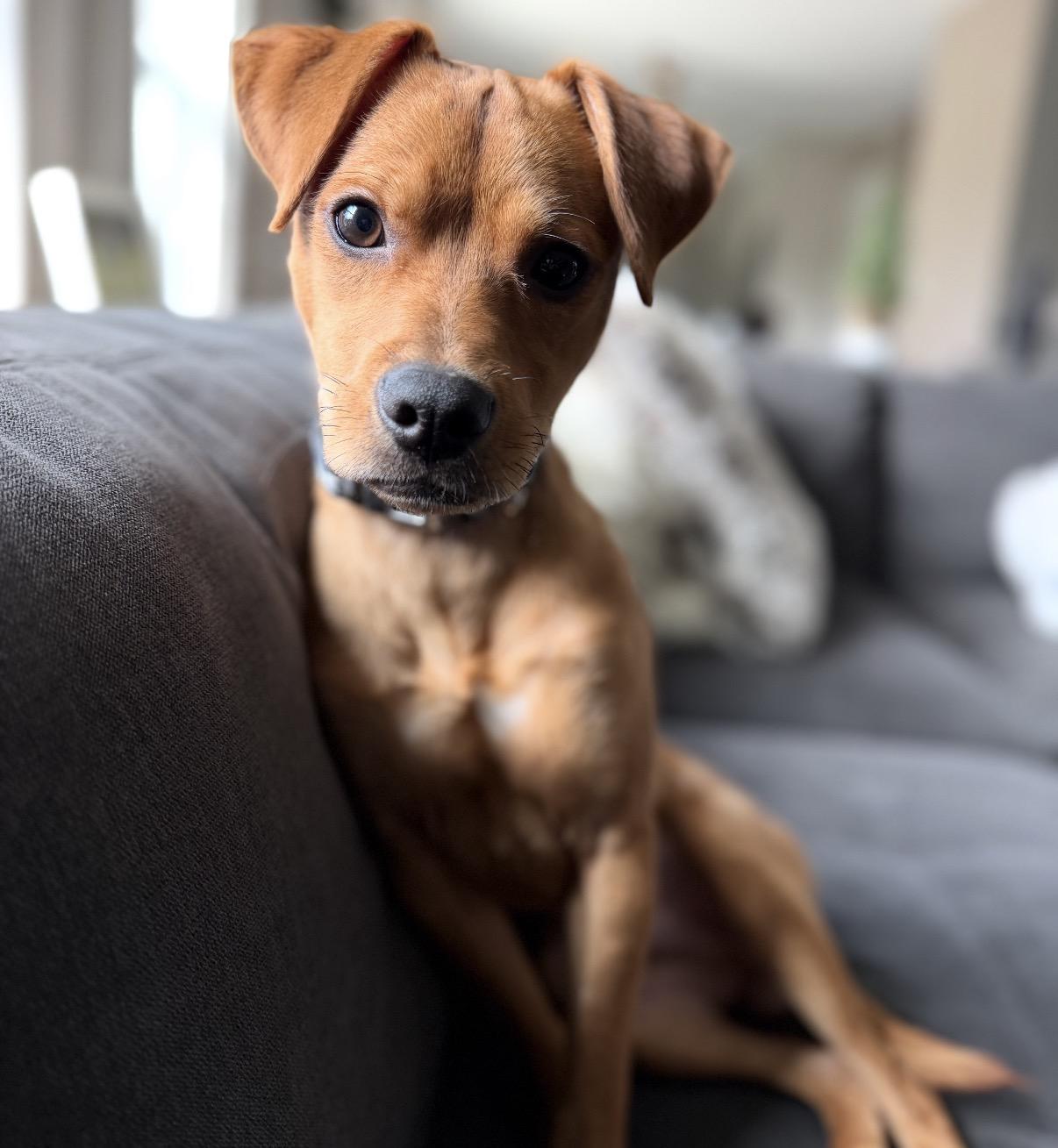 Maverick, a ADOPTABLE Mixed Breed in Maineville, OH image 1/6