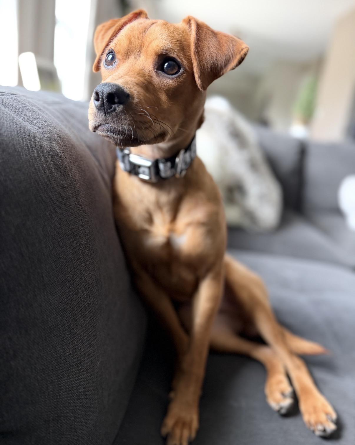 Maverick, a ADOPTABLE Mixed Breed in Maineville, OH image 2/6