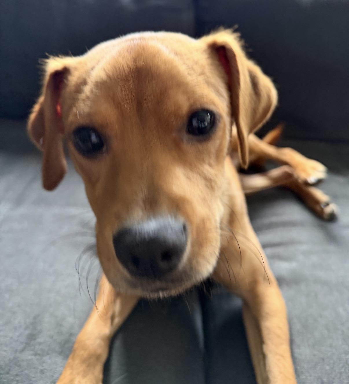 Maverick, a ADOPTABLE Mixed Breed in Maineville, OH image 6/6