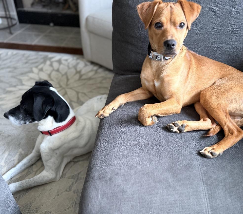 Maverick, a ADOPTABLE Mixed Breed in Maineville, OH image 5/6