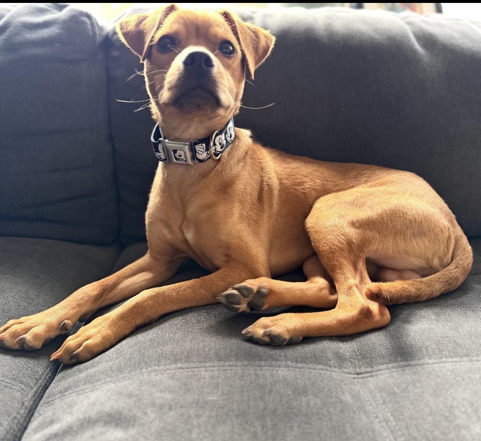 Maverick, a ADOPTABLE Mixed Breed in Maineville, OH image 3/6