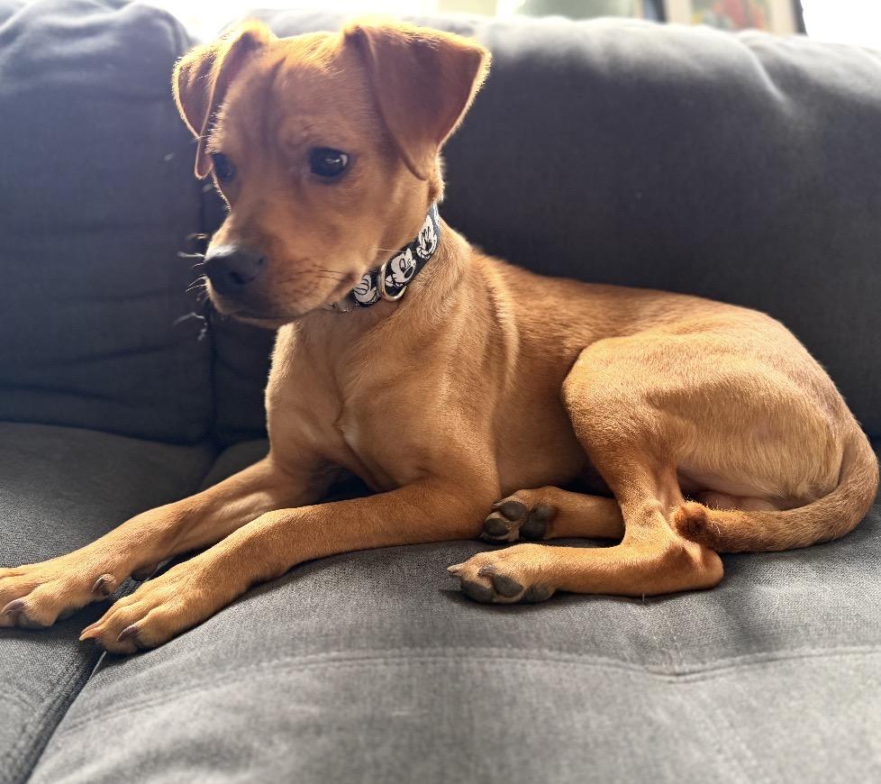 Maverick, a ADOPTABLE Mixed Breed in Maineville, OH image 4/6