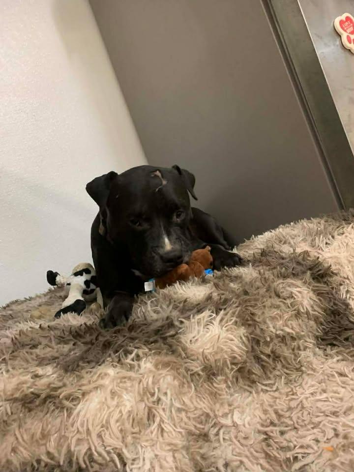 Coal, Adoptable, Adult Male American Staffordshire Terrier.