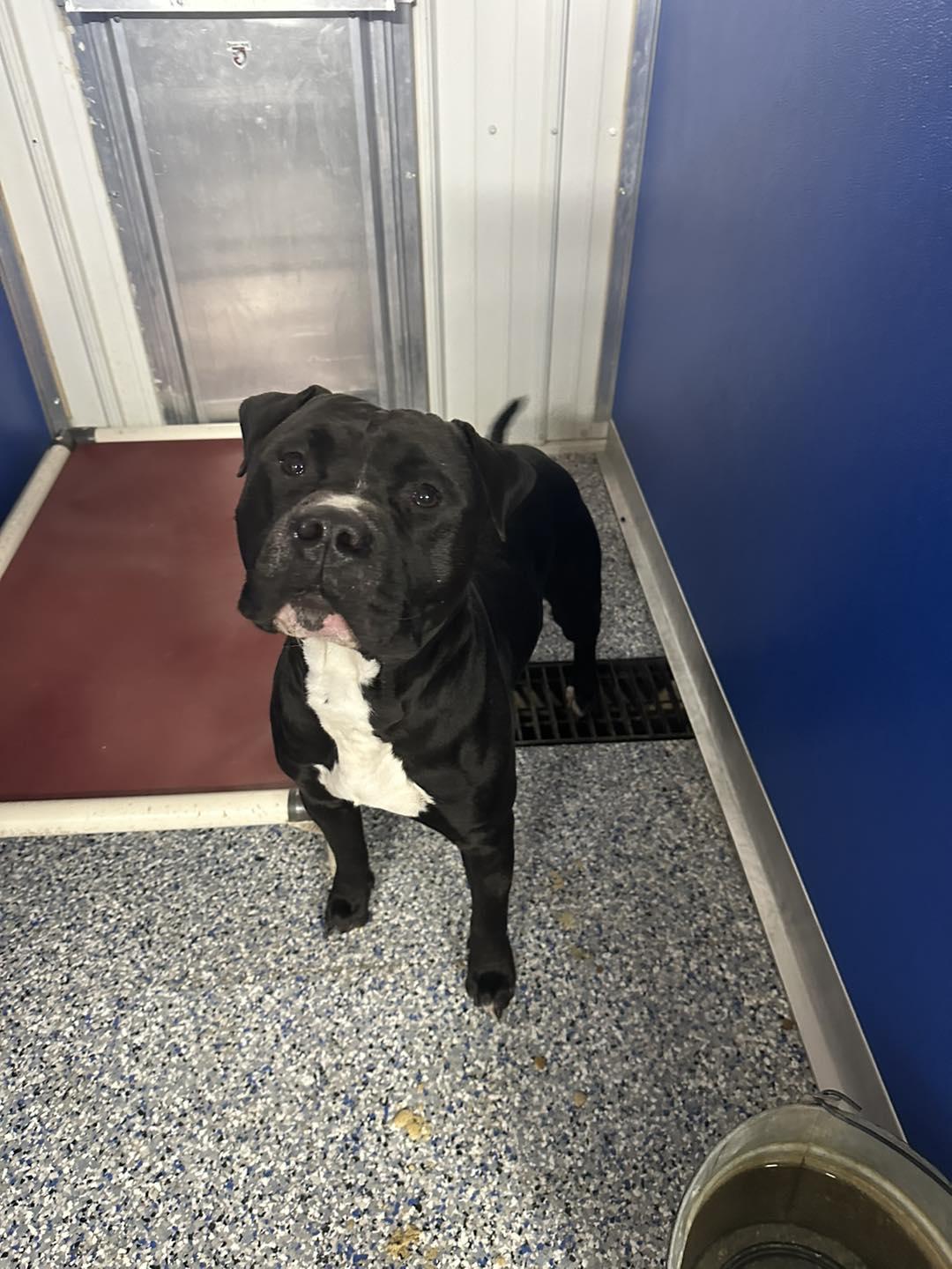 Coal, a Adoptable American Staffordshire Terrier in Mason City, IL image 2/5