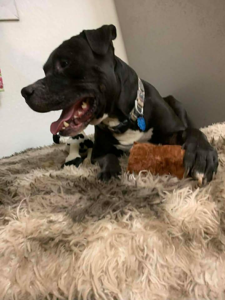 Coal, a Adoptable American Staffordshire Terrier in Mason City, IL image 3/5