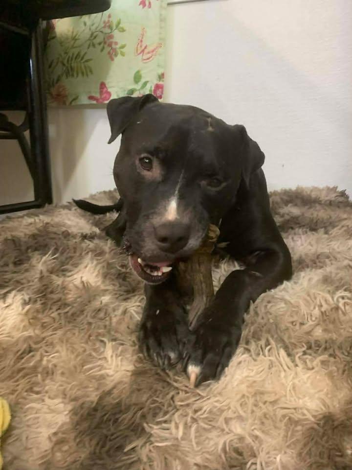 Coal, a Adoptable American Staffordshire Terrier in Mason City, IL image 4/5