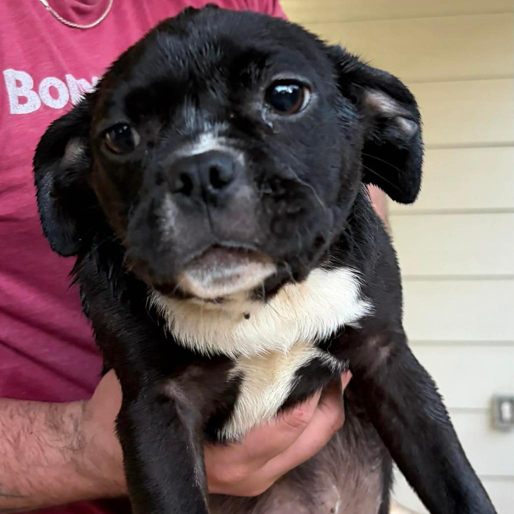 Prism, Adoptable, Puppy Female Pug & Mixed Breed.