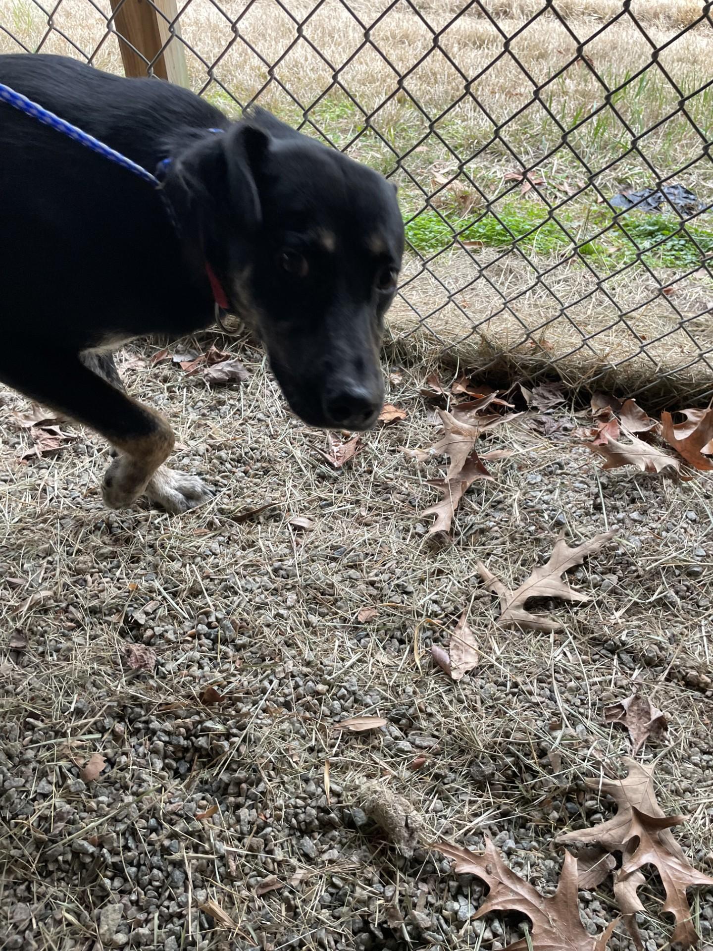 Enlarge Dustin119647, a ADOPTABLE mixed breed in Rocky Mount, NC image 2/2