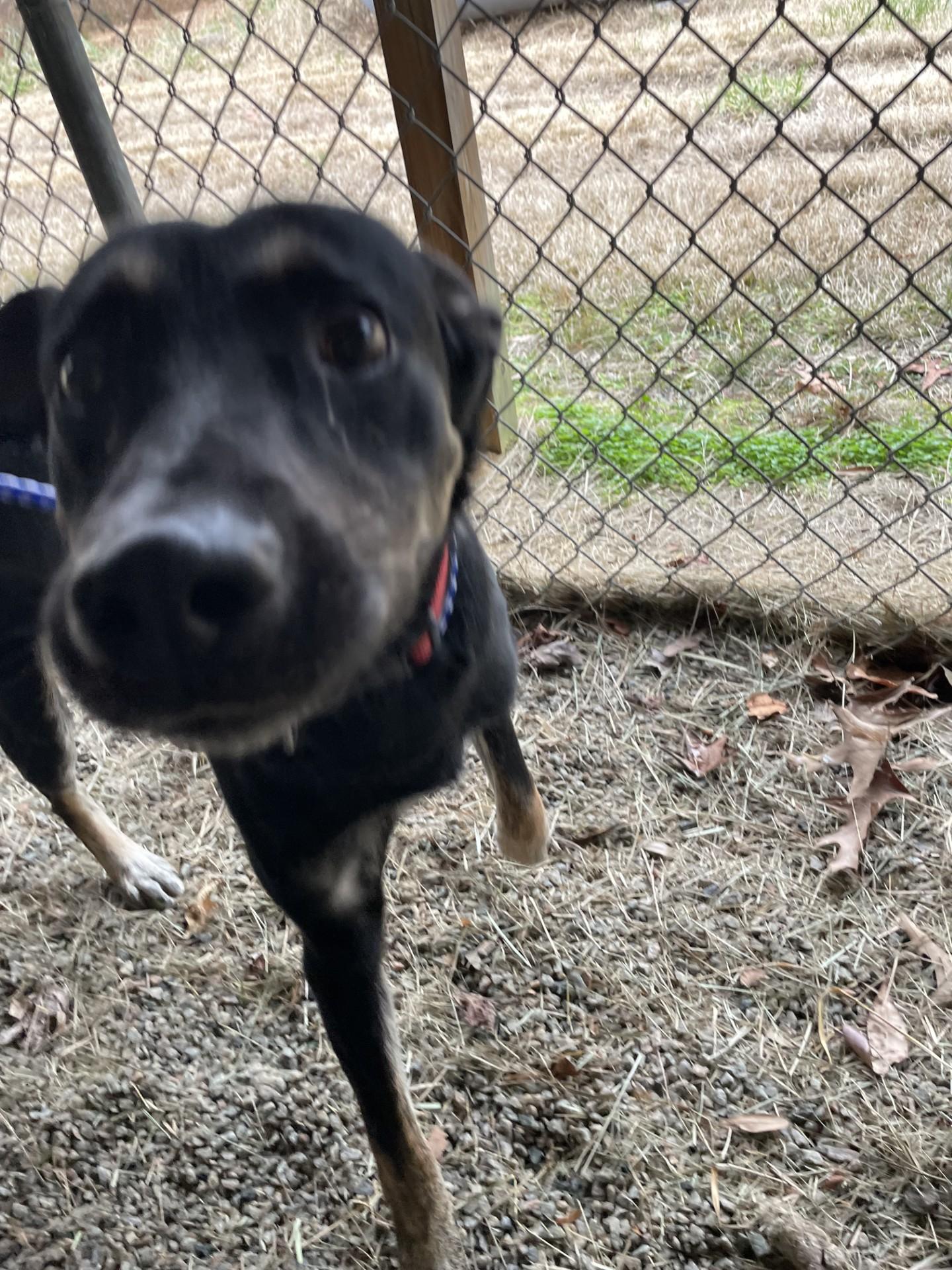 Enlarge Dustin119647, a ADOPTABLE mixed breed in Rocky Mount, NC image 1/2