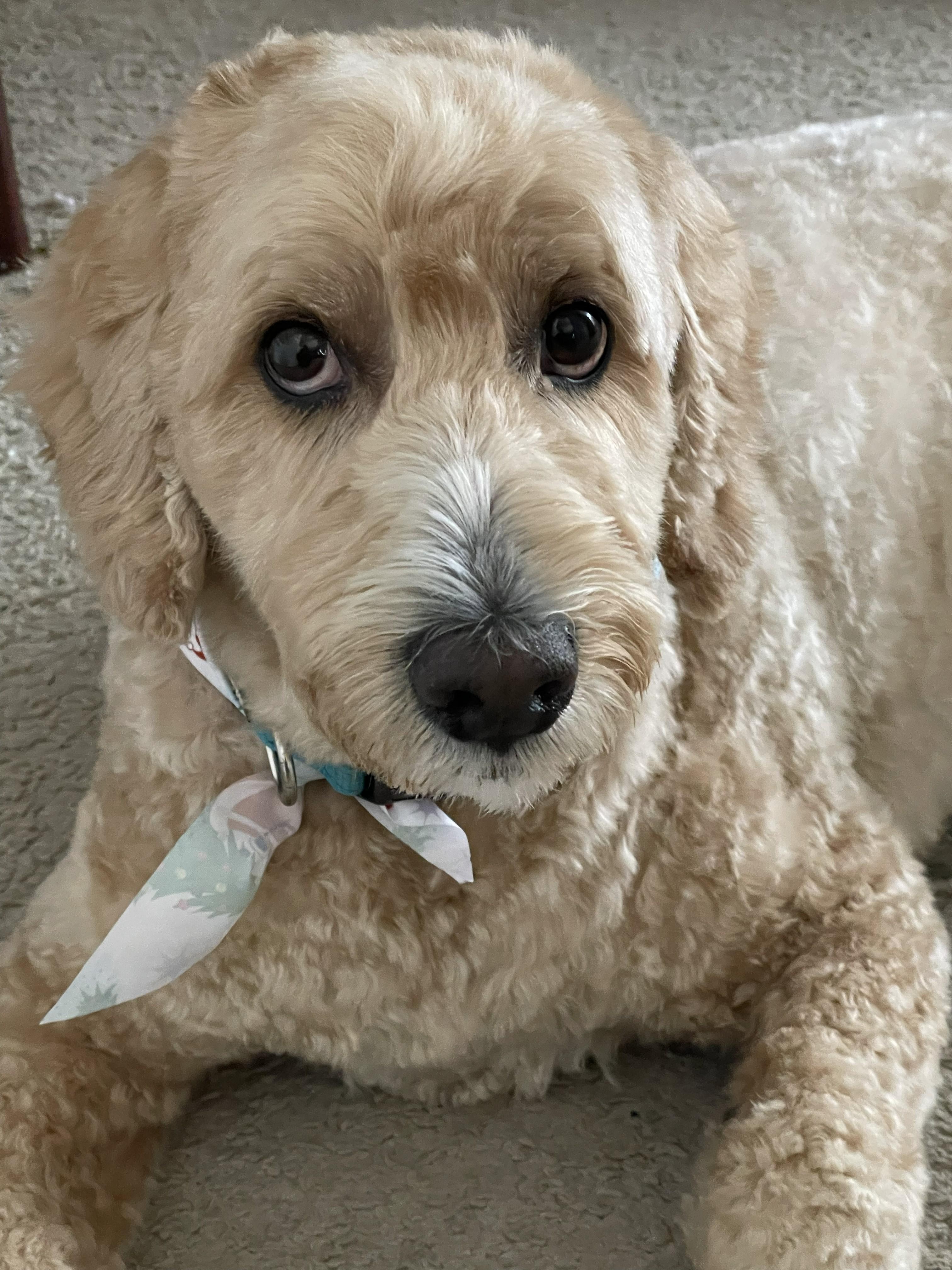 Teddy, adoptable, Adult Male Golden Retriever & Poodle.
