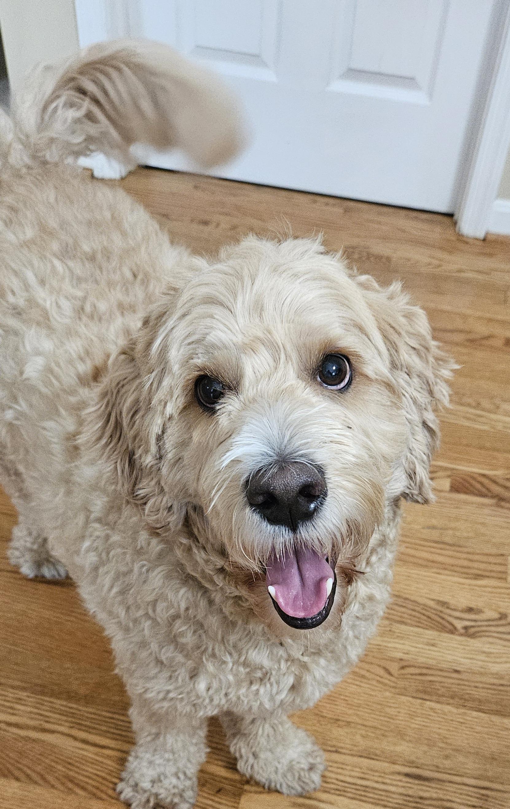 Teddy, an adoptable mixed breed in Ellicott City, MD image 2/3