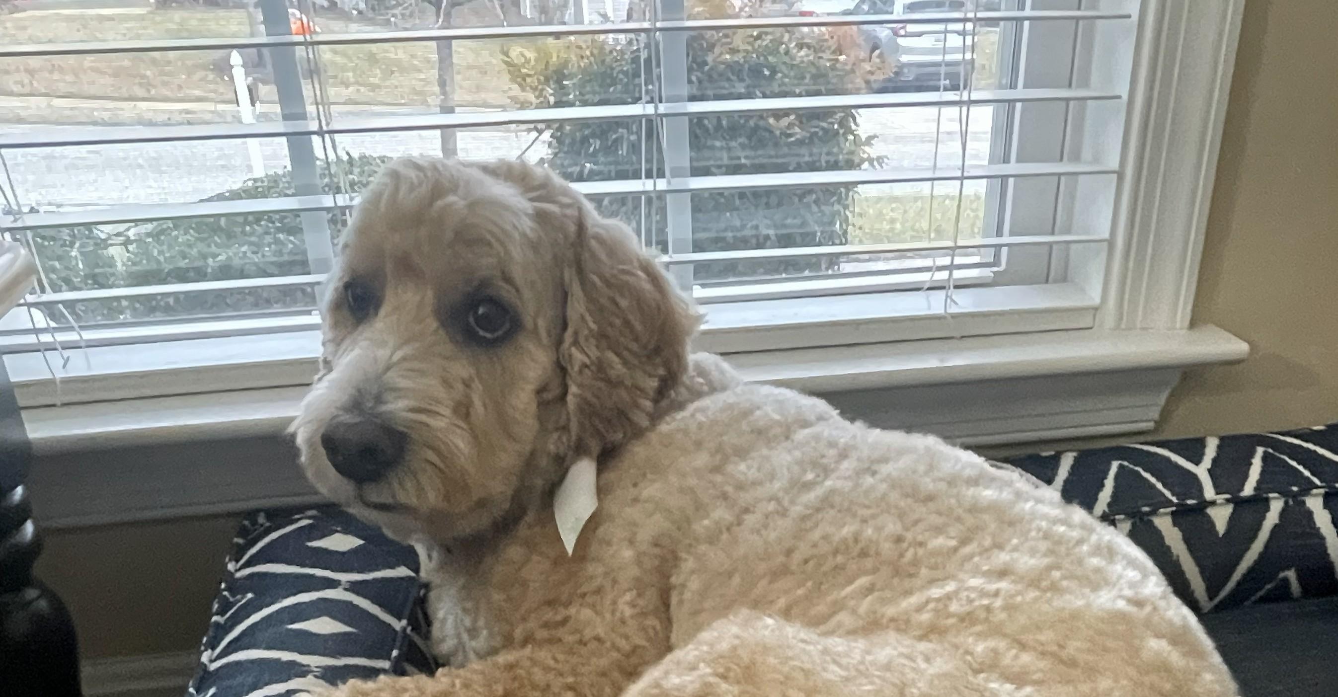 Teddy, an adoptable mixed breed in Ellicott City, MD image 3/3