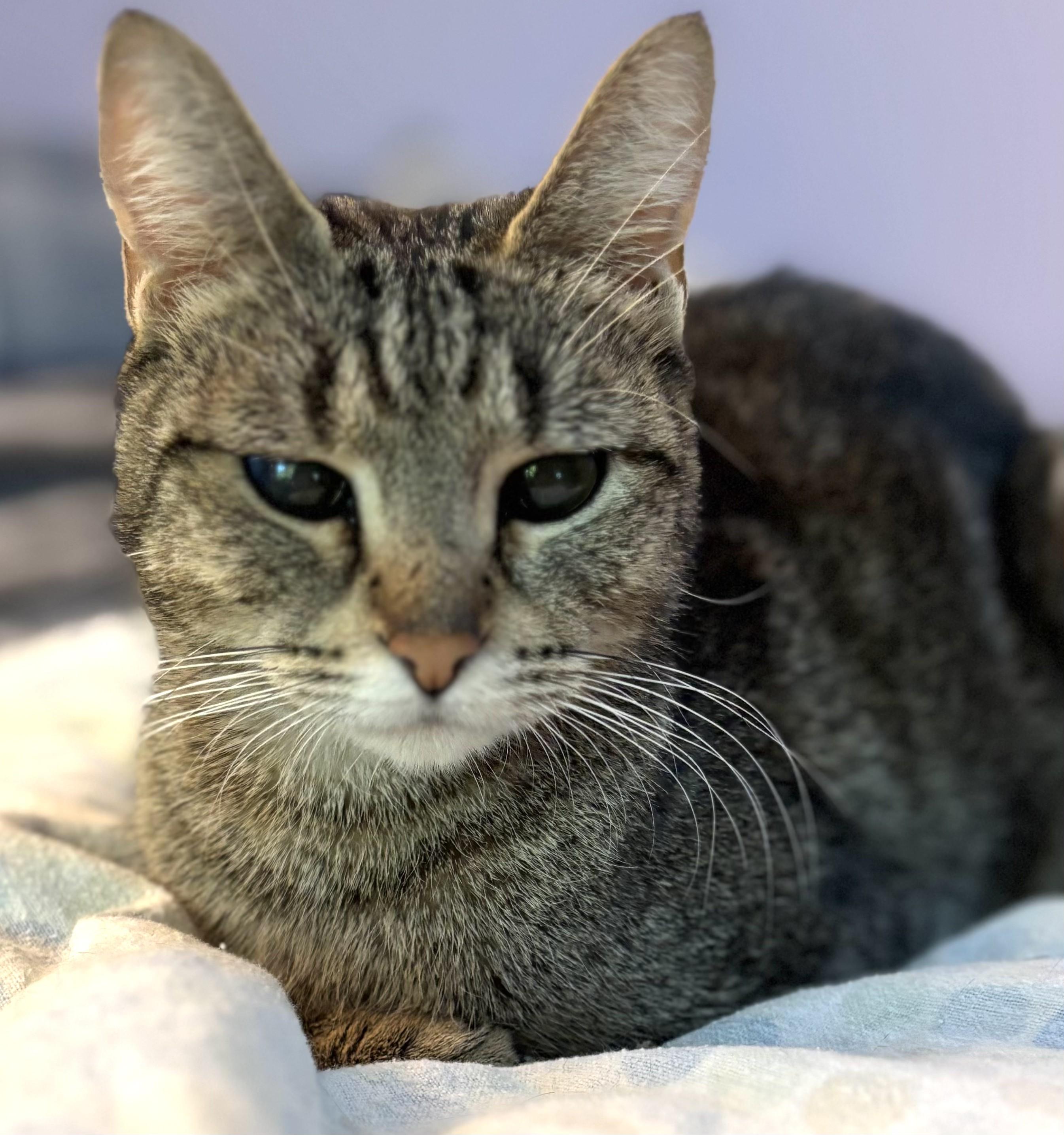 Jalepeno (AKA Penny)