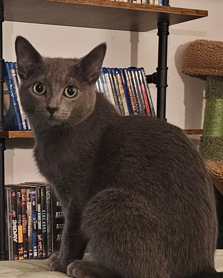 Ashley, Adoptable, Young Female Domestic Short Hair.