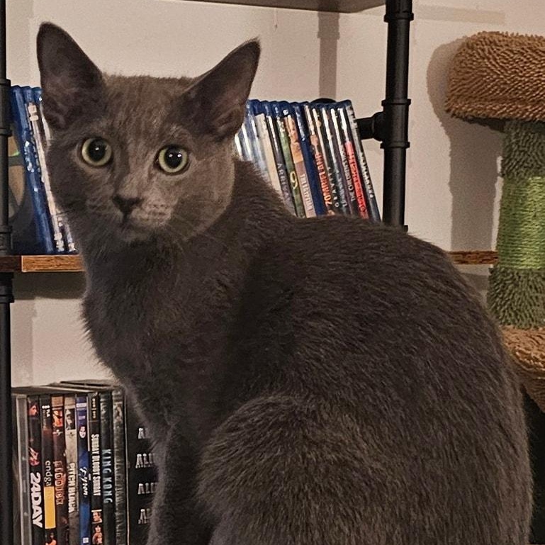 Enlarge Ashley, a Adoptable Domestic Short Hair in Chicago, IL image 3/4