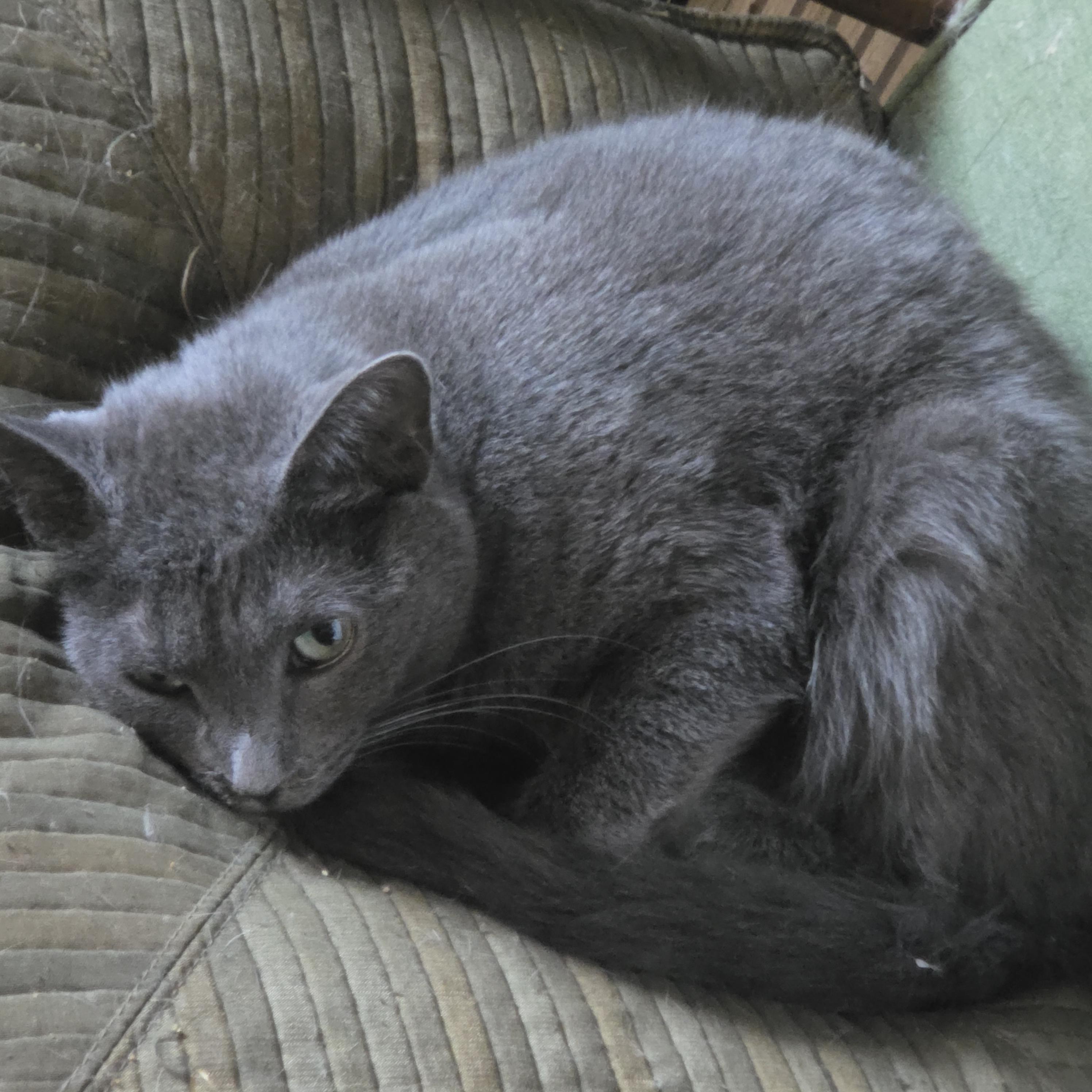 Enlarge Ashley, a Adoptable Domestic Short Hair in Chicago, IL image 2/4