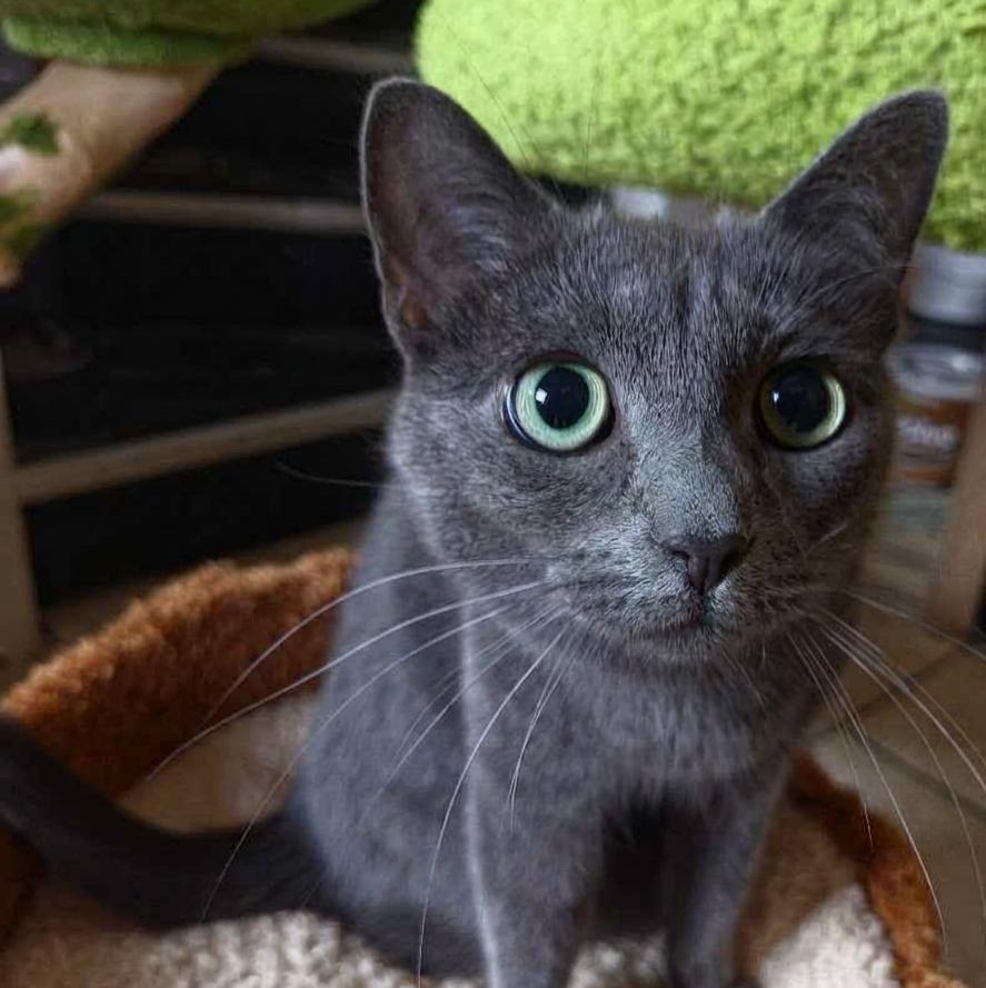 Ashley, Adoptable, Young Female Domestic Short Hair.