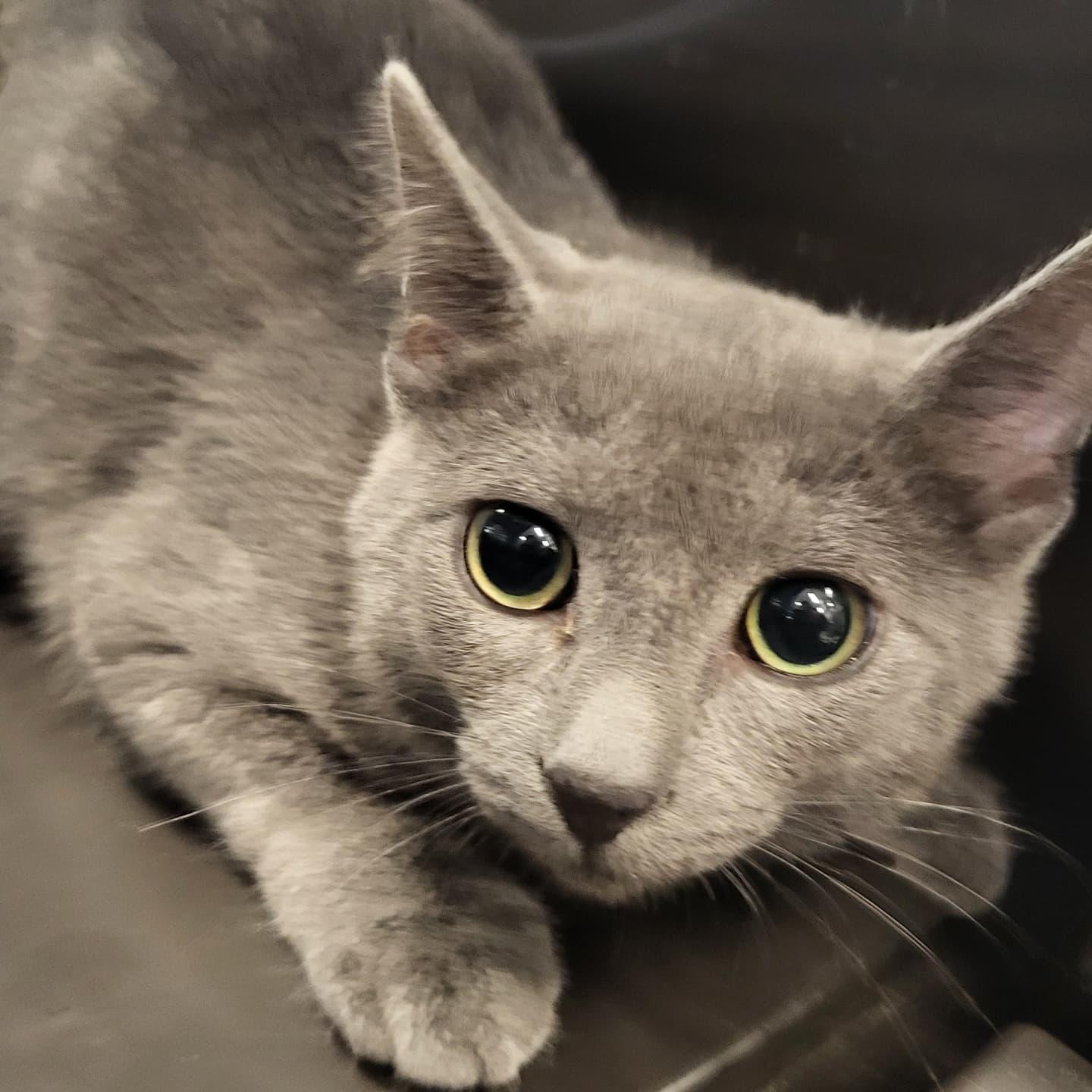 Ashley, Adoptable, Young Female Domestic Short Hair.