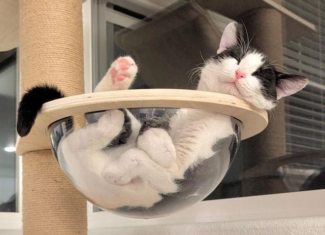 Athena, a Adoptable mixed breed in San Luis Obispo, CA image 2/2