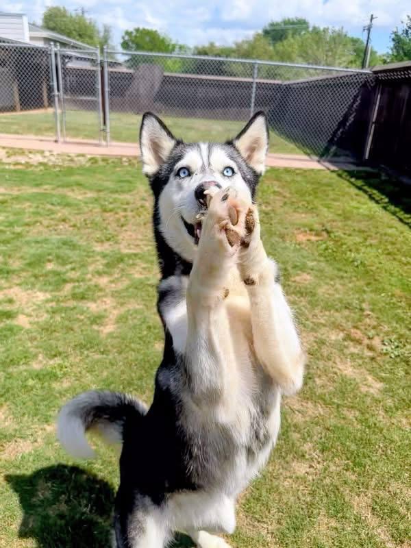 Negroni *Medical - Foster Needed*, Adoptable, Adult Female Siberian Husky.