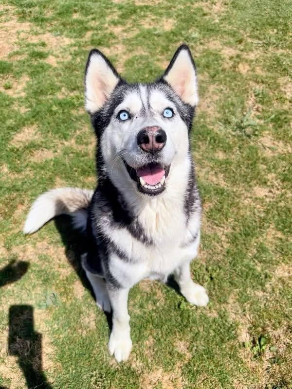 Negroni *Medical - Foster Needed*, a Adoptable Siberian Husky in Carrollton, TX image 2/3