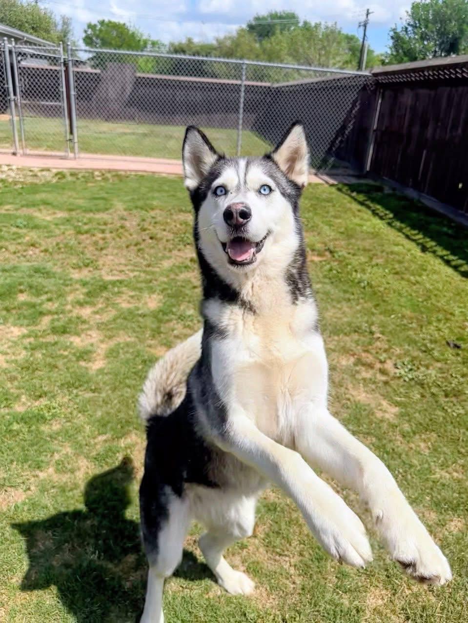 Negroni *Medical - Foster Needed*, a Adoptable Siberian Husky in Carrollton, TX image 3/3